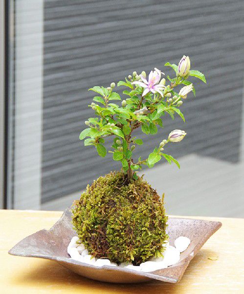 【現在花なし】苔玉　 毎年5月から夏ごろに美しい花が楽しめる 睡蓮木（スイレンボク）の苔玉焼締茶器セット 敷石つき 陶房・歩知歩智 名古屋セット 苔 こけ コケ すいれんぼく 花 はな 紫色 紫 コケダマ こけだま こけ玉