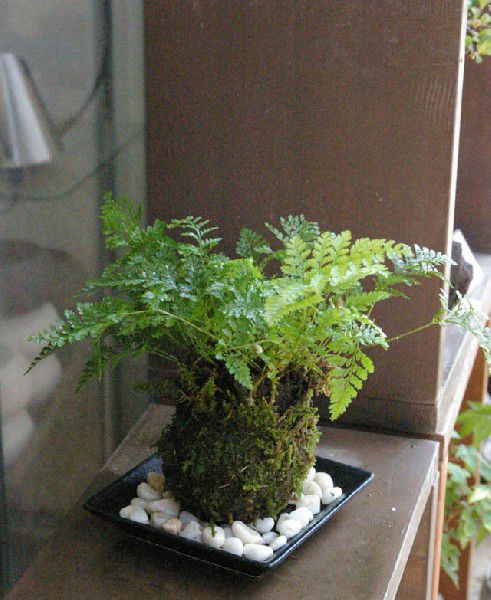 母の日 苔玉 涼しげな葉が魅力のシダ植物 シノブ...の商品画像