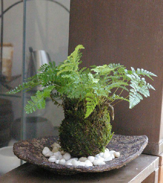 父の日 苔玉 涼しげな葉が魅力 シダ植物 シノブの苔玉 くらま岩器 敷石つき くらま岩 風合い 器セット 敷石つき 苔 こけだま 苔 こけ コケ コケダマ こけ玉 観葉植物