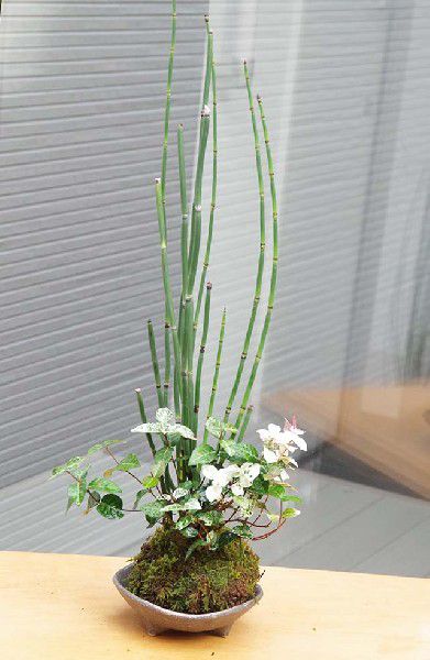 父の日 苔玉 トクサ・初雪カズラ 寄せ植え苔玉 三つ足灰器セット 敷石つき きりりとした立ち姿 研草 研ぐ草 日陰 苔 こけ コケ コケダマ こけ玉 とくさ ハツユキカズラ