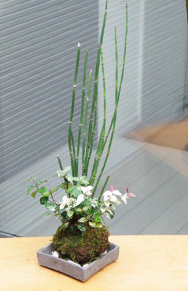 母の日 苔玉 トクサ・初雪カズラ 寄せ植え苔玉 焼締角器セット 敷石つき きりりとした立ち姿 研草 研ぐ草 日陰 苔 こけ コケ コケダマ こけ玉 とくさ ハツユキカズラ