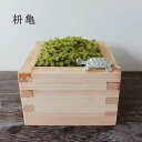 父の日 苔盆栽 枡 亀 スナゴケ 亀は万年 ますます元気 枡亀苔盆栽