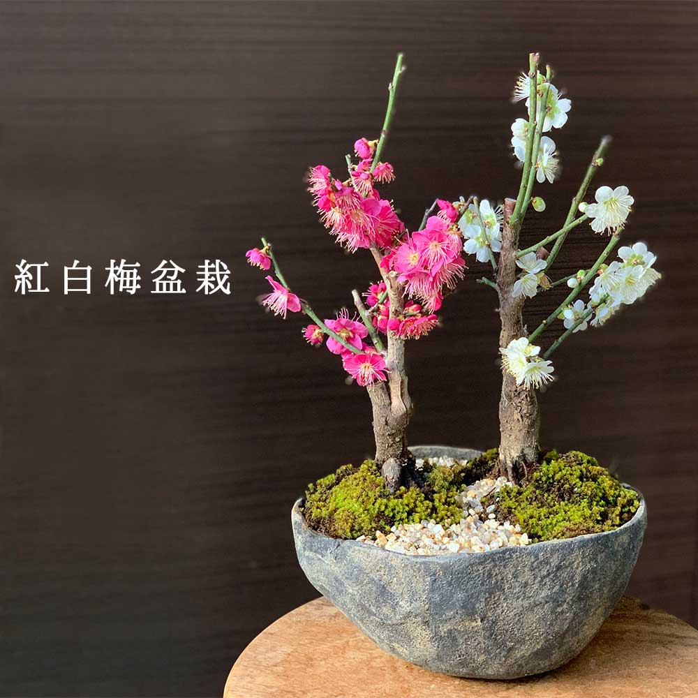 父の日 盆栽 梅 紅白 二本植え 紅梅 白梅 梅盆栽花咲くボンサイ bonsai 香り高い お祝い 父の日 父の日 誕生日 新入学 新築祝い ぼんさい 苔 こけ コケ うめ ウメ はくばい ハクバイ コウバイ こうばい