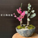 母の日 盆栽 梅 紅白 二本植え 紅梅 白梅 梅盆栽花咲くボンサイ bonsai 香り高い お祝い 父の日 母の日 誕生日 新入学 新築祝い ぼんさい 苔 こけ コケ うめ ウメ はくばい ハクバイ コウバイ こうばい