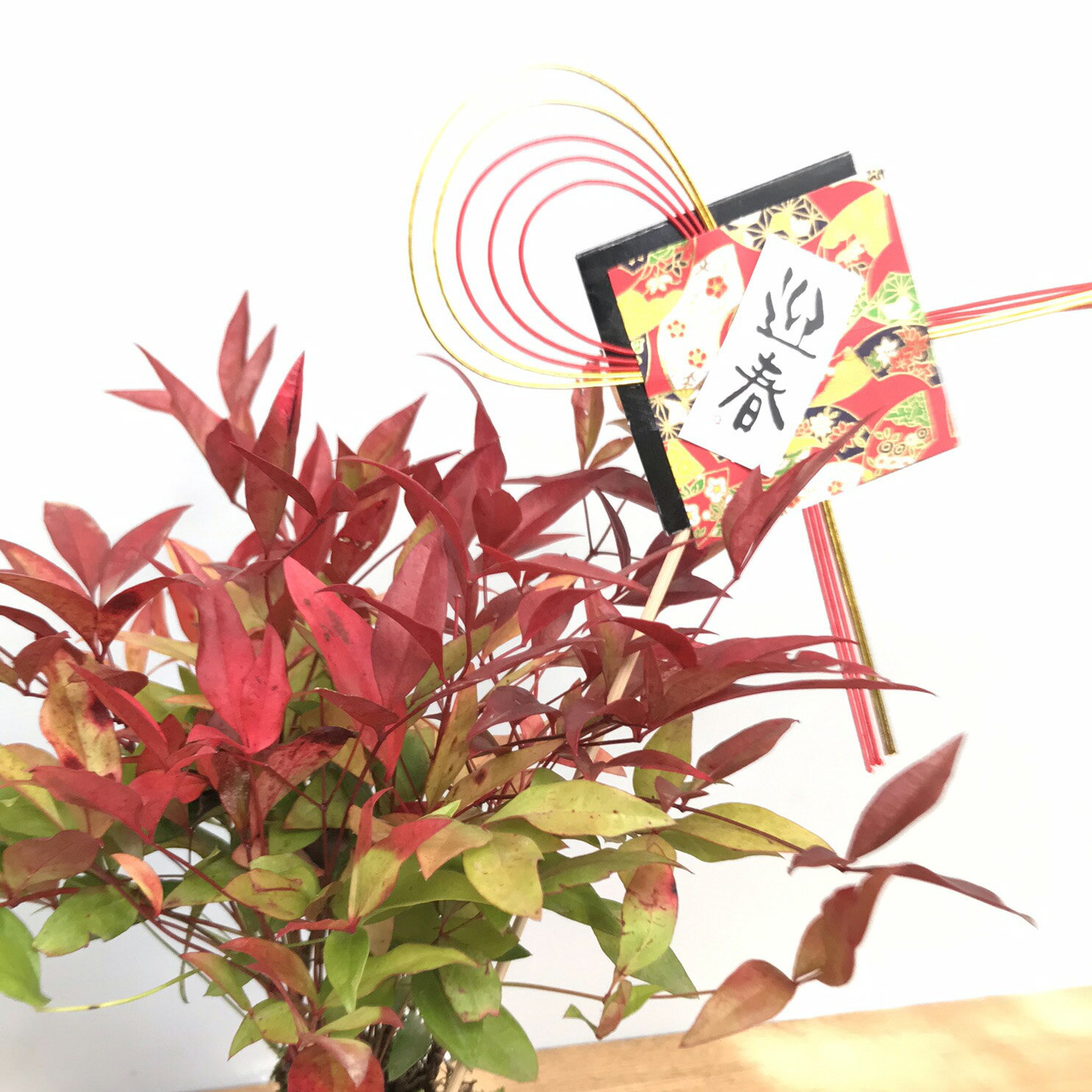 �ݶ� �������ݶ� ��ŷ���ݶ� ����� �ԥå� ��ƫ�ﻮ���å� �դ���Ƥˤ��п��ο��դ�������Ͽ����֤��� �ʥ�ƥ� ���� ���ž���� ���� �ﵯʪ ���ե� £��ʪ ���տ�ʪ ���� ���� ����Ǥ��� ������夲�� bonsai �ߥ��ߺ� ���� �ʤ�Ƥ� �� ���� �������� �ﵯʪ ����