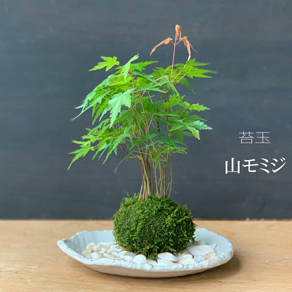 母の日 苔玉 こけ玉 紅葉 山モミジ やまもみじのこけ玉 楕円白粉引器セット 敷石つき 春の芽吹き 爽やかな新緑 秋には色づく紅葉 かわいい きれい 人気 もみじ モミジ こうよう こけだま コケダマ 苔 こけ コケ やまもみじ やまもみじ