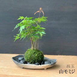 苔玉 こけ玉 春に新芽・秋に紅葉が楽しめる 山モミジ苔玉 こけ玉 炭化焼締器セット 敷石つき 真山茜 益子 敷石セット もみじ モミジ こけだま コケダマ 苔 こけ コケ ヤマモミジ 山もみじ