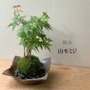 母の日 苔玉 こけ玉 春に新芽・秋に紅葉が楽しめる 山モミジ苔玉 こけ玉焼締茶器セット 敷石つき 陶房・歩知歩智 名古屋・敷石セット もみじ モミジ こうよう こけだま コケダマ 苔 こけ コケ …