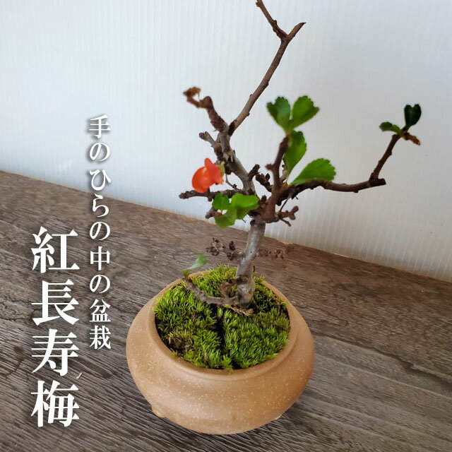 母の日 現在花なし 盆栽 長寿梅 紅花 紅長寿梅（ちょうじゅばい）盆栽　宜興鉢 長寿梅 紅花 花咲く盆栽 縁起良い ギフト初心者 初めての盆栽 誕生日 新入学 新築祝い 育てやすい 四季咲き 縁起物 還暦祝い 結婚祝い ぼんさい ボンサイ