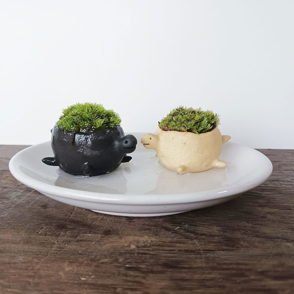 苔盆栽 亀の盆栽 2個 受け皿 セット カメモスタートル つんだり・ならべたり・ちいさな苔 コケテラ ...
