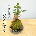 父の日 盆栽可愛い 苔 玉 ガジュマル 縁起良い 幸運の木 ユニーク 人気 沖縄 ガジュマルの苔玉・黒備前器セット 送料無料 盆栽 苔 こけ コケ コケダマ こ...