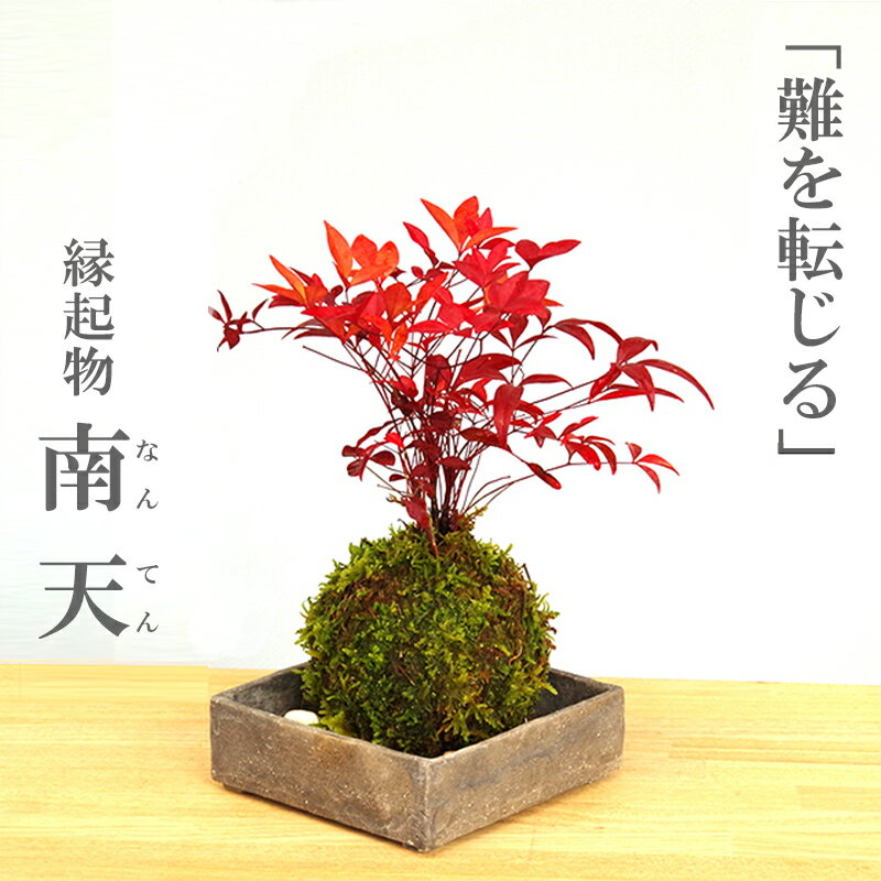 ̓ ۋ V ie  ĒpZbg t ΐF̐Vt H^Ԃȗt ie  ]  N Mtg 蕨 ϗtA J^ gt ߂ł ^Cグ bonsai ~j~  ȂĂ   