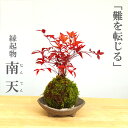 父の日 苔玉 南天 ナンテン 器つき 三つ足灰器セット 春から夏には緑色の新葉が秋からは真っ赤な葉 ナンテン 風水 難を転ずる 風水 縁起物 ギフト 贈り物 観...