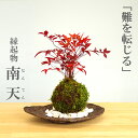 父の日 苔玉 南天 ナンテン 器つき くらま岩器セット 春から夏には緑色の新葉が秋からは真っ赤な葉 ナンテン 風水 難を転ずる 風水 縁起物 ギフト 贈り物 観...
