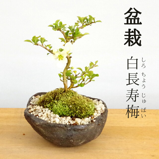 母の日 現在花なし 盆栽 長寿梅 白花 白長寿...の紹介画像2