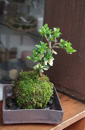 母の日 現在花なし 苔玉 長寿梅 白花 白長寿梅（シロチョウジュバイ）焼締角器セット 敷石つき 陶房・歩知歩智 名古屋・敷石セット 花咲くこけだま コケ玉 ギフト初めての盆栽 誕生日 新入学 新築祝い こけだま コケダマ 苔 こけ コケ 2