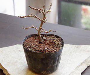 母の日 現在花なし 苔玉作成キット 植物苗がつ...の紹介画像2