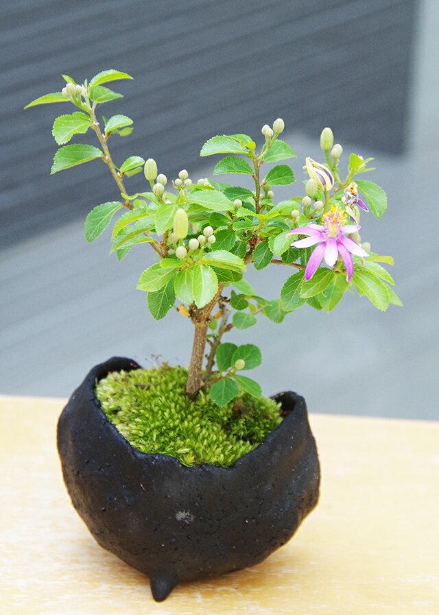 父の日 現在花なし 盆栽 スイレンボク 睡蓮木の盆栽 炭化焼締 益子焼 真山茜 bonsai 誕生日 還暦祝い 父の日 母の日