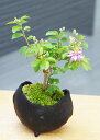 現在花なし 盆栽 スイレンボク 睡蓮木の盆栽 炭化焼締 益子焼 真山茜 bonsai 誕生日 還暦祝い 父の日 母の日