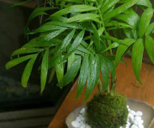 いつでもリゾート気分を味わえる苔玉 テーブルヤシの苔玉・焼締角器セット こけだ...