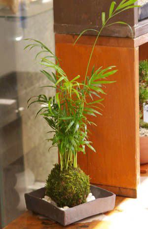 いつでもリゾート気分を味わえる苔玉 テーブルヤシの苔玉・焼締角器セット こけだ...
