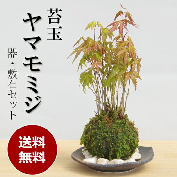 苔玉 【2019冬落葉中】 こけ玉 ヤマモミジ 春に新芽・秋に紅葉が楽しめる 山紅葉(ヤマモミジ)の苔玉 【2019冬落葉中】 こけ玉・黒備前器小セット 敷石つき 送料無料