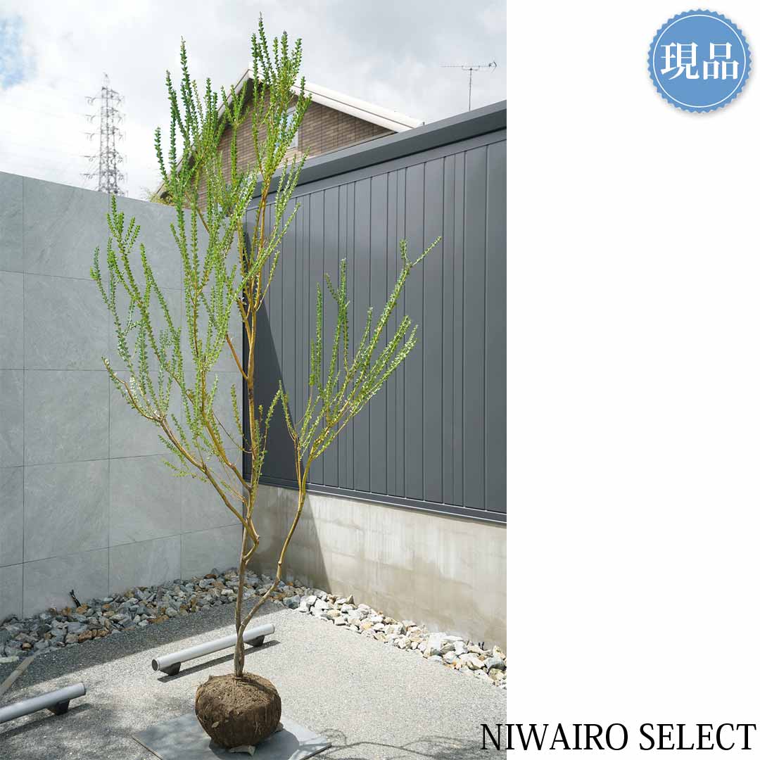 【現品】【サンカクバアカシア】三角葉 オージープランツ 自然風樹形　樹高H≒260 ×...