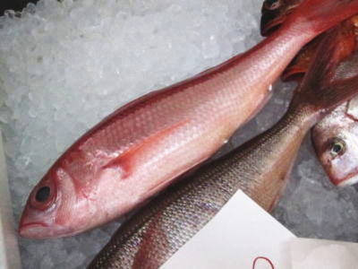 【鮮魚】尾長鯛〈オナガダイ〉1匹、1Kg前後のサムネイル
