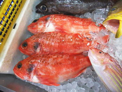 【鮮魚】あらかぶ〈アラカブ〉別称：カサゴ1尾、0.3Kg〜1Kg前後