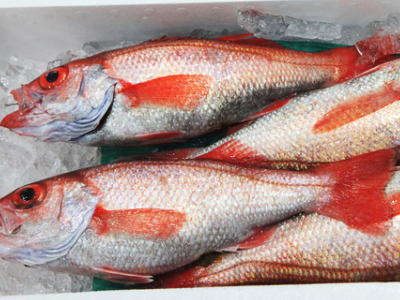 【鮮魚】赤むつ〈アカムツ〉1匹、500g前後
