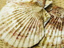【鮮魚】国産帆立貝〈ホタテガイ〉S【殻付】5枚、0.75Kg〜1Kg前後