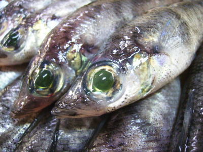 【鮮魚】目光〈メヒカリ〉1Kg前後、20〜33匹前後