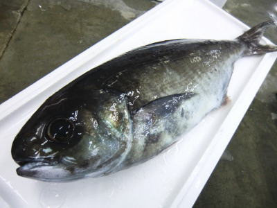 メダイ 目鯛 メダイ 目鯛