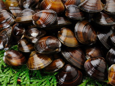 【鮮魚】輸入しじみ〈シジミ〉500g前後、100粒前後