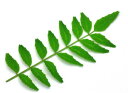 木の芽 キノメ 別称：山椒の葉 サンショウノハ 1ケース 40パック前後 400g前後