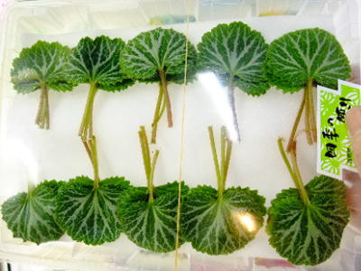 ��β��ҥ業�Υ�����1�ѥå���100g���塢20��30������