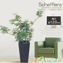 【店内全品P5倍決算セール3/31まで】 観葉植物 シェフレラ ホンコンカポック グリーン 幹曲がり 8号 【現品】 アートストーン ヤドリフカノキ おしゃれ 開店祝い 鉢植え 人気 お祝い 誕生日 母の日 ギフト プレゼント 贈り物 インテリア 送料無料