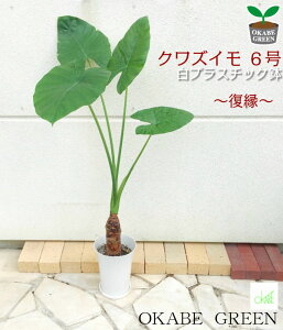 呼び込む幸運は 葉の形で決まる 運気アップの観葉植物風水 Gold Home 金の家 呼び込む幸運は 葉の形で決まる 運気アップの観葉植物風水 Gold Home 金の家
