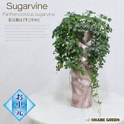 楽天市場 お得クーポン配布中 パキラ シュガーバイン モンステラ ストレリチア シャンパンピンクの綺麗な陶器 観葉植物 母の日 父の日 ギフト おしゃれ 鉢植え お祝い 誕生日 開店祝い 引越祝いインテリア 送料無料 自社配合土で植え替え 岡部グリーン有限会社 楽天市場 お得クーポン配布中 パキラ シュガーバイン モンステラ ストレリチア シャンパンピンクの綺麗な陶器 観葉植物 母の日 父の日 ギフト おしゃれ 鉢植え お祝い 誕生日 開店祝い 引越祝いインテリア 送料無料 自社配合土で植え替え 岡部グリーン有限会社