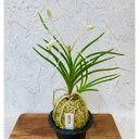 【店内全品2個で10%OFFクーポン配布】 富貴蘭 風蘭 蘭 曼珠沙華 【現品】 3本立 S1 T139 フウキラン フウラン 送料無料