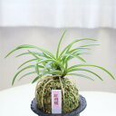 【店内全品2個で10%OFFクーポン配布】 富貴蘭 紅飛蝶 【現品】 べにひちょう fu-t229-b フウキラン フウラン 送料無料 風蘭