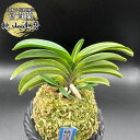 富貴蘭 桃山達磨 【現品】 ももやまだるま T604 フウキラン フウラン 送料無料 風蘭