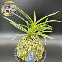 【店内全品2個で10%OFFクーポン配布】 富貴蘭 風蘭 蘭 紀州白王 【現品】 きしゅうはくおう 6本立 fu-8320 フウキラン フウラン 送料無料
