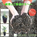 【店内全品ポイント2倍】 観葉植物 【植え替えオプション】5号6号植物用 陶器鉢 自社配合土 職人による植え替え作業付 【当店で同時にご購入植物の植え替え時限定...