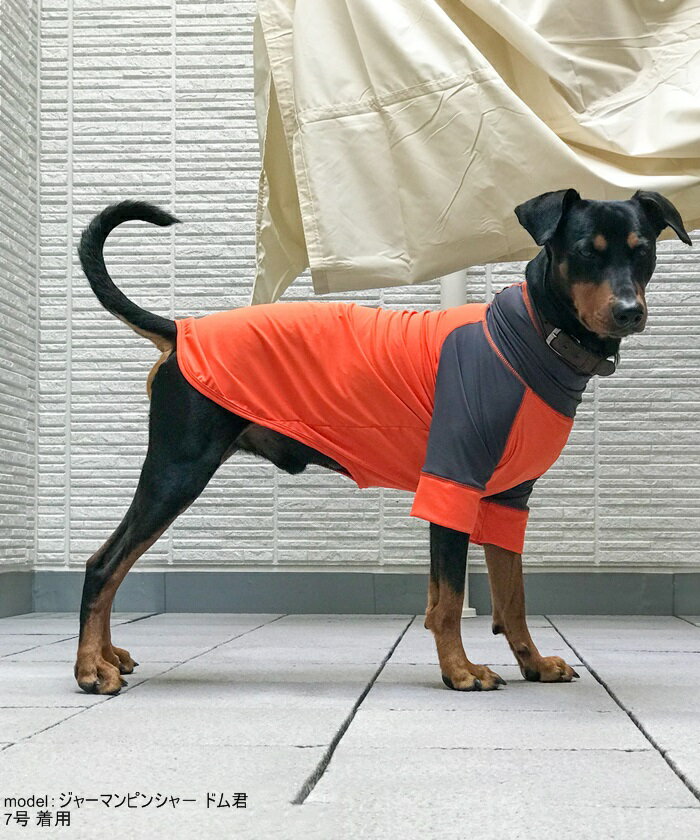 Tシャツ 中型犬 大型犬 犬服 犬 DOG T 吸水 速乾 UVカット UPF50+ 日本製 シェルティダルメシアン ボーダーコリー コッカスパニエル ブラドール ゴールデンレトリバー スンダードプードル ドーベルマンメール便対応