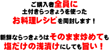 【2回目の収穫ご予約締め切りは6/8AM8時まで】特別栽培で育てた新鮮な洗いらっきょう5kg【送料込】らっきょう　新鮮　野菜　鹿児島　九州　お漬物 おおすみファーム