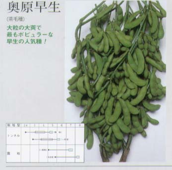 【エダマメ】 固定種 奥原早生 [春まき野菜のタネ]