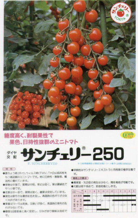 【ミニトマト】 ダイヤ交配 サンチェリー250 [春まき野菜のタネ]