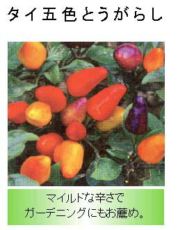 【世界の果菜】 タイ五色とうがらし
