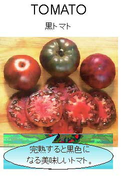 【世界の果菜】 黒トマト